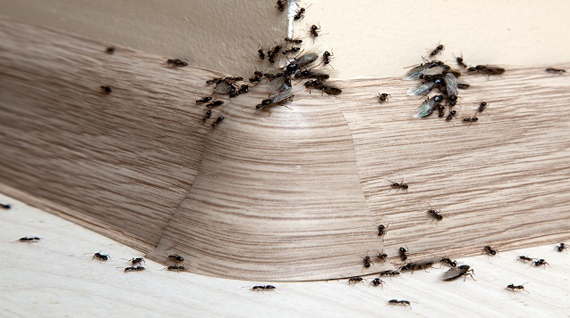 des fourmis dans la maison