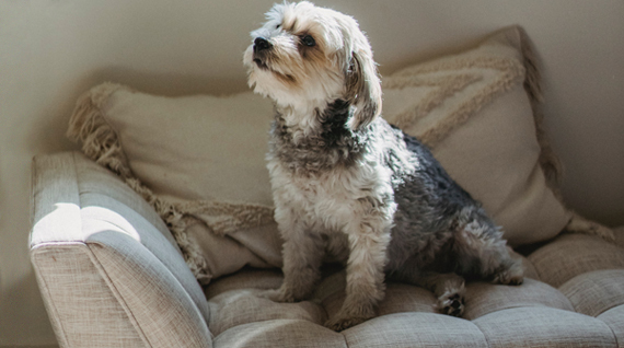 best way to clean a fabric sofa