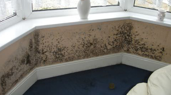 how to get rid of mould