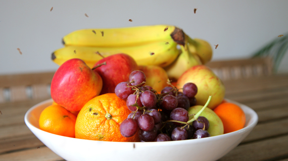 fruitvliegjes vangen - rottend fruit