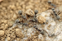 mieren bestrijden buiten