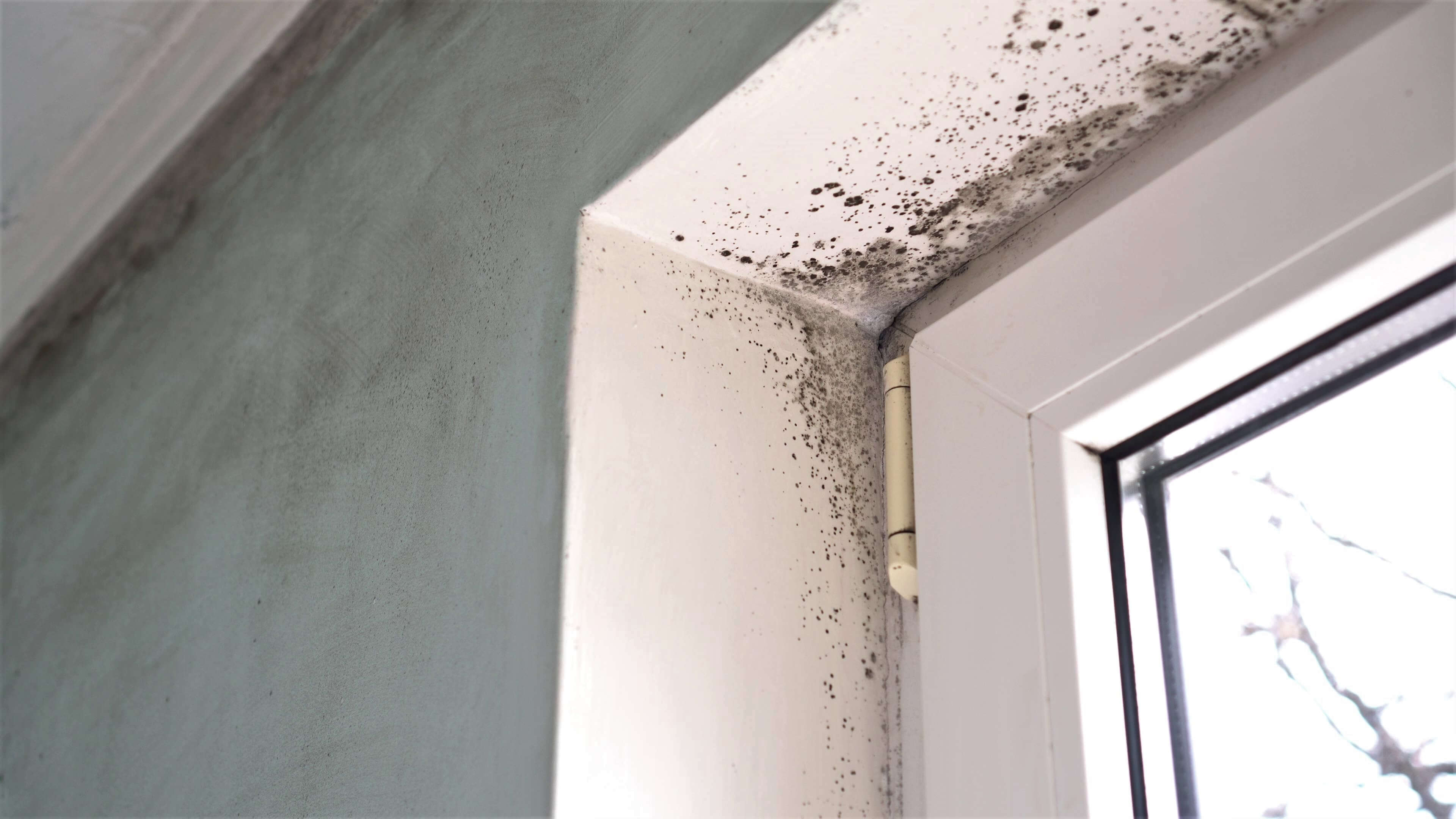 condensation on walls