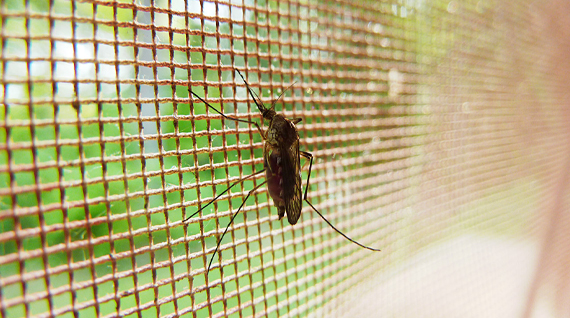 wat doen tegen muggen in de slaapkamer 7 tips