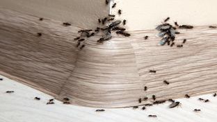 Mieren bestrijden in huis