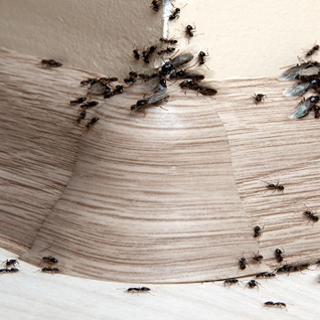 Comment se débarrasser des fourmis