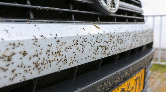 insecten verwijderen auto