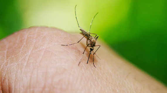 wat doen tegen muggen in de slaapkamer 7 tips