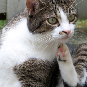 Was hilft gegen fliegen draußen Was hilft gegen fliegen draußen