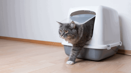 how to stop cat litter from smelling