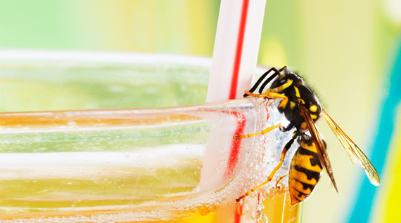 Zilvervisjes bestrijden? | Snel en veilig van zilvervisjes in huis af