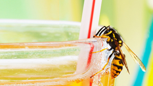 Zilvervisjes bestrijden? | Snel en veilig van zilvervisjes in huis af