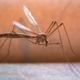 HGX muggen en vliegen