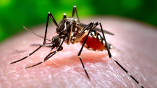 Mücken bekämpfen